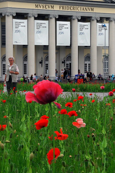 Mohnfeld mit roten Blüten auf dem Friedrichsplatz, das Fridericianum im Hintergrund