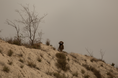 Ein Braunes Wesen in einer Wüstenlandschaft