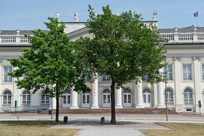 Zwei Eichen vor dem Museum Fridericianum