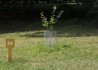 Ein kleiner Baum wächst auf einer Wiese und ist von einem Drahtgitter geschützt. Daneben steht ein gelbes Schild mit der Nummer „54“.