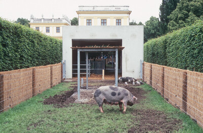 Auf einer Wiese steht ein Schwein, ein anderes liegt auf dem Bauch. Um das liegende Schwein versammeln sich mehrere Ferkel.
