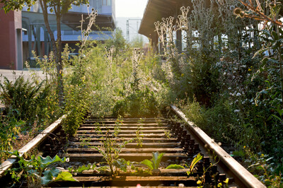 Am Bahnhof wachsen Pflanzen über die Schienen. Viele Menschen stehen am Bahnsteig.