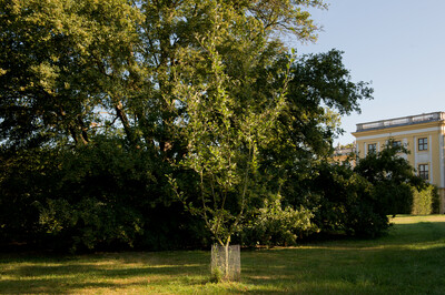 Junger Apfelbaum mit schmalem Stamm, umgeben von einem Drahtschutz, steht auf einer Wiese im Sonnenlicht. Im Hintergrund dichte grüne Bäume und ein klassizistisches Gebäude mit gelber Fassade und weißen Fensterrahmen.